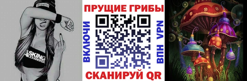 Псилоцибиновые грибы Psilocybe  Купить закладки  Новотитаровская 
