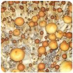 Псилоцибиновые (галлюциногенные)  грибы Psilocybin "Golden Teacher" в Новотитаровской
