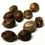 Семена марихуаны АК-47  (Seeds AK-47) в Новотитаровской